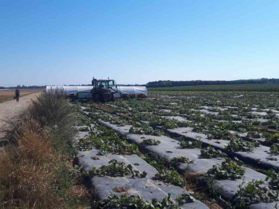 Sonstiges Erntemaschinen und Zubehör Doornbos Oogstmachine