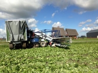 Kopfsalat Erntemaschine Van Der Sluis Oogst rupsmachine / Sla oogstmachine