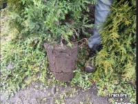 Sonstiges Baumschulmaschinen und Zubehör  snoeimachine steekmachine buxusknipper rondsteekmachine