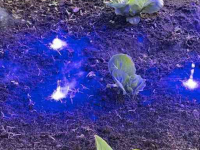 Striegelmaschine  Autonome Laserweeder / Laserwieder / Robotwieder