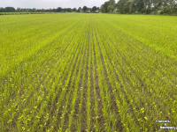 Drillmaschine  SEED2DISC zaaimachine