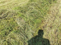 Schwader Talex Bocian/ zwadkeerder/ trommelschudder 2.75