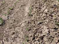 Sonstiges Bodenbearbeitungsgeräte und Zubehör Agronomic Korstenbreker