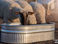 Tränkebecken Sonnenenergie Suevia Stocktank