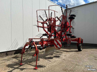Schwader Lely Hibiscus 725 Master
